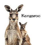 �U�O�N��E�I�[���f�B�[�Y�@�_�j�[�ѓc�ƃp���_�C�X�L���O